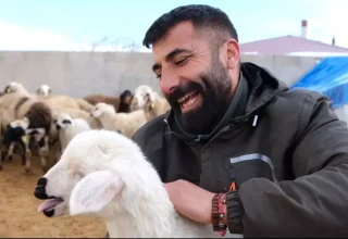 Erzincan’da Üreticiler Yılın Son Kuzularının Doğumuyla Seviniyor