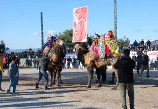 Geleneksel Deve Güreşi Festivali Bayramiç’te Renklendi