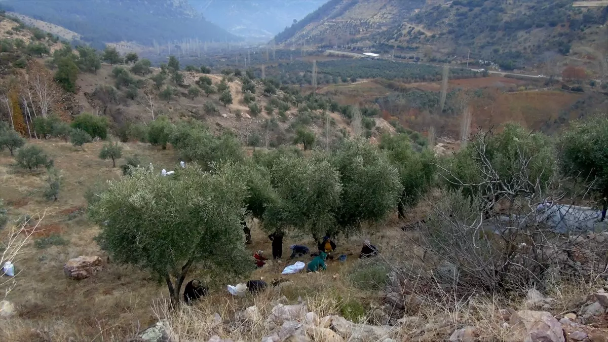 İslahiye’de Zeytin Hasadı Başladı