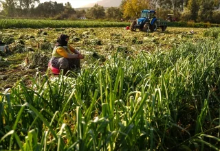 İzmir’de Kışlık Sebze Hasadı İki Hafta Gecikti