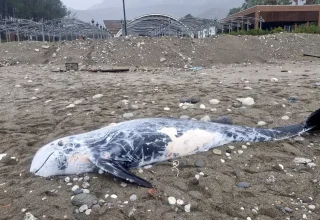 Kemer’de 4.5 Metrelik Ölü Yunus Bulundu