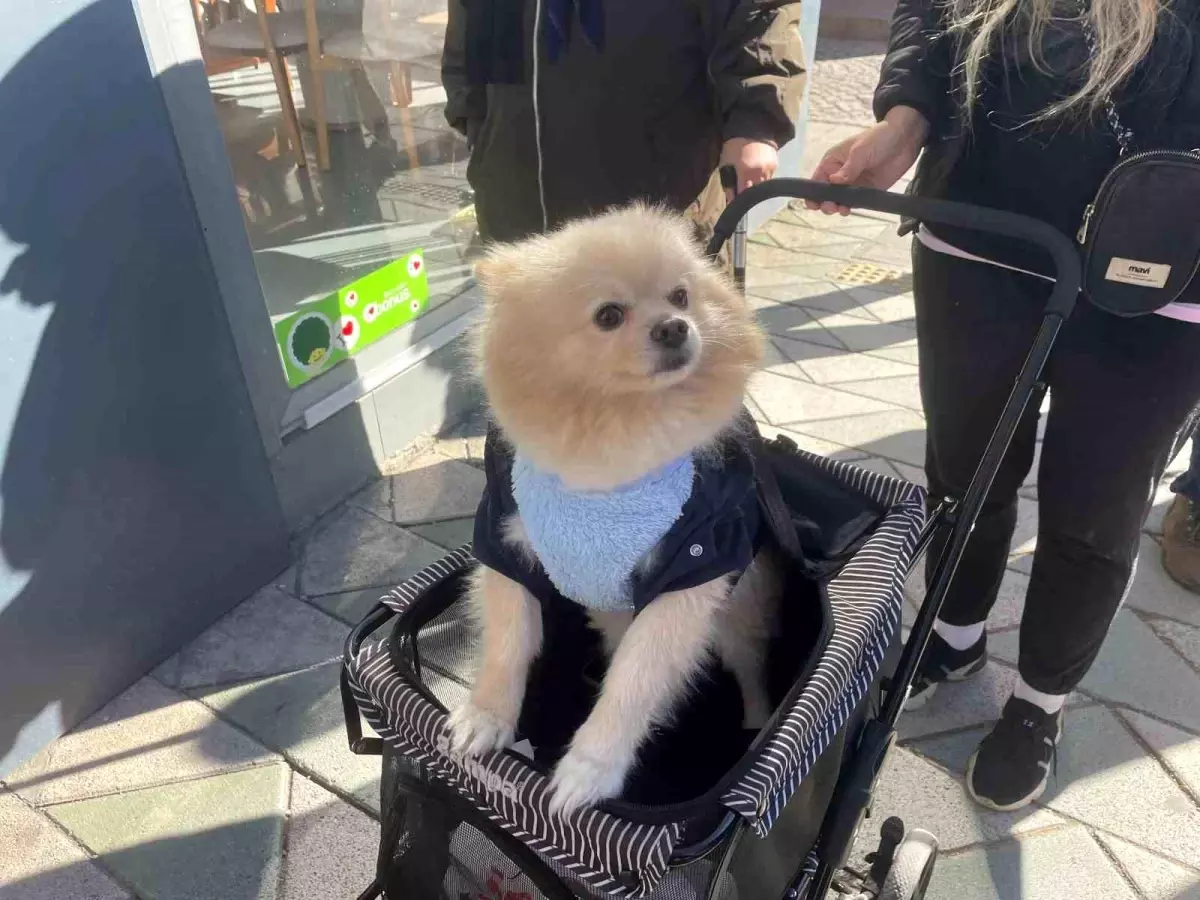 Köpeğini Gezdirme Arabasında Taşıyan Kadın Dikkat Çekiyor