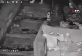 Nesli Tükenme Tehlikesi Altındaki Vaşak Ailesi, Antalya’da Güvenlik Kamerasında Görüntülendi