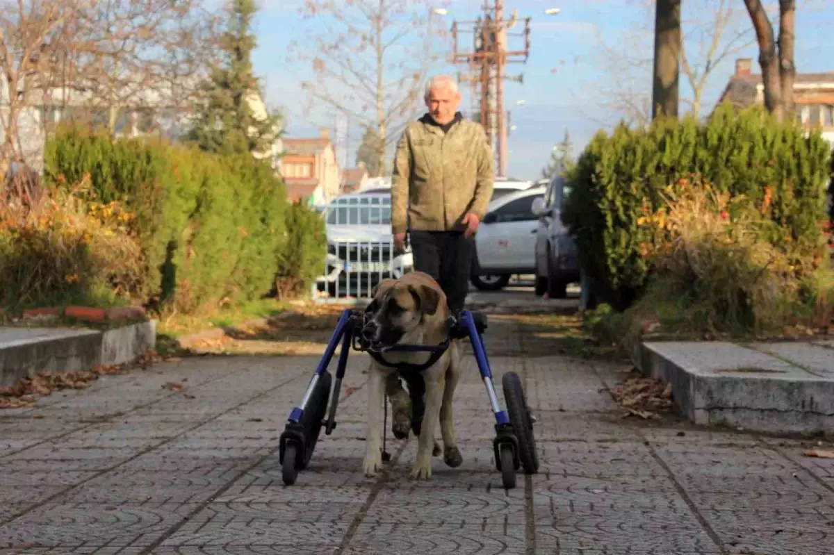 Oto Tamircisi, Kaza Geçiren Köpeğine Tekerlekli Yürüteç Yaptırdı