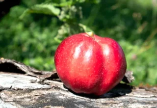 Posof’ta Kadınlara Elma Ağacı Bakımı Eğitimi Verildi