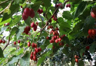 Rize’de Tropikal Tamarillo Meyvesi Yetiştiriliyor