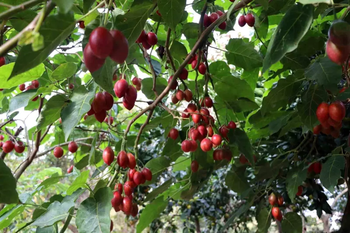 Rize’de Tropikal Tamarillo Meyvesi Yetiştiriliyor