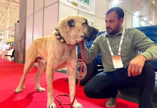 Şanlıurfa’nın Kurtboğan Guregh Köpekleri, Çobanların Vazgeçilmez Dostu