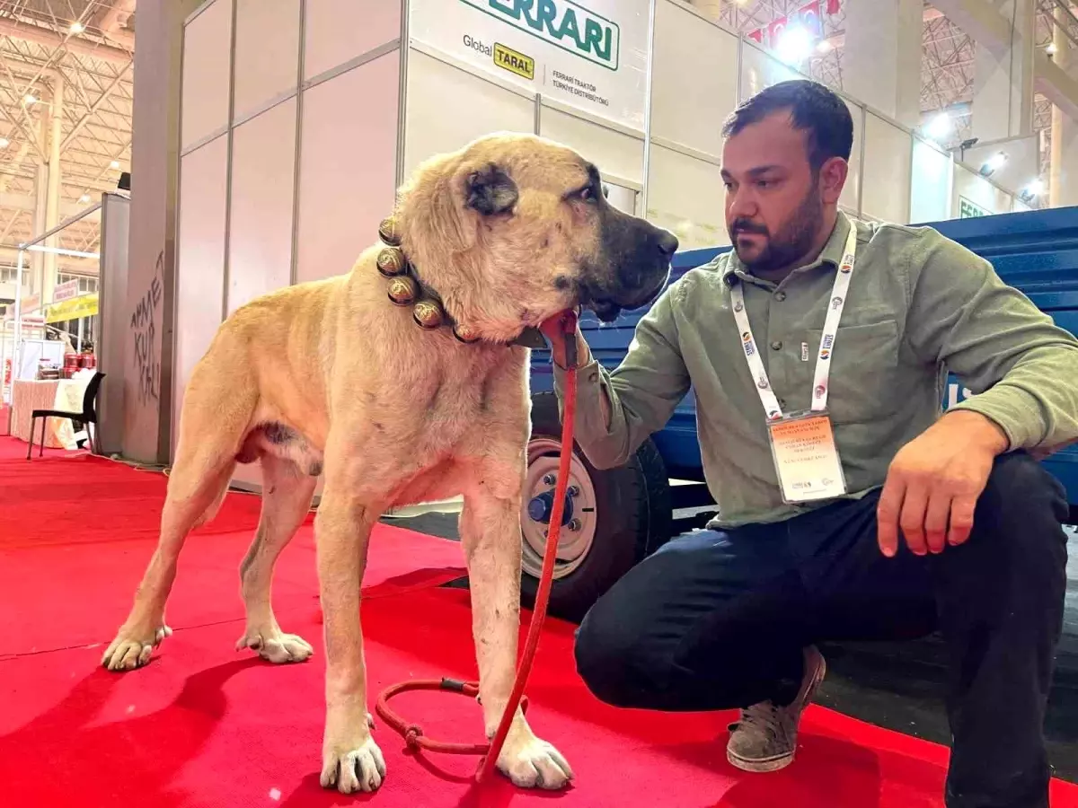 Şanlıurfa’nın Kurtboğan Guregh Köpekleri, Çobanların Vazgeçilmez Dostu