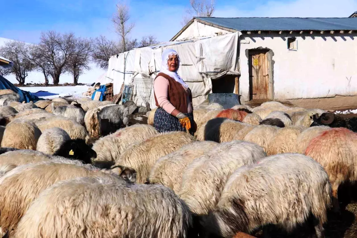 Van’da Kadınlar Hayvancılıkla Geçimlerini Sağlıyor