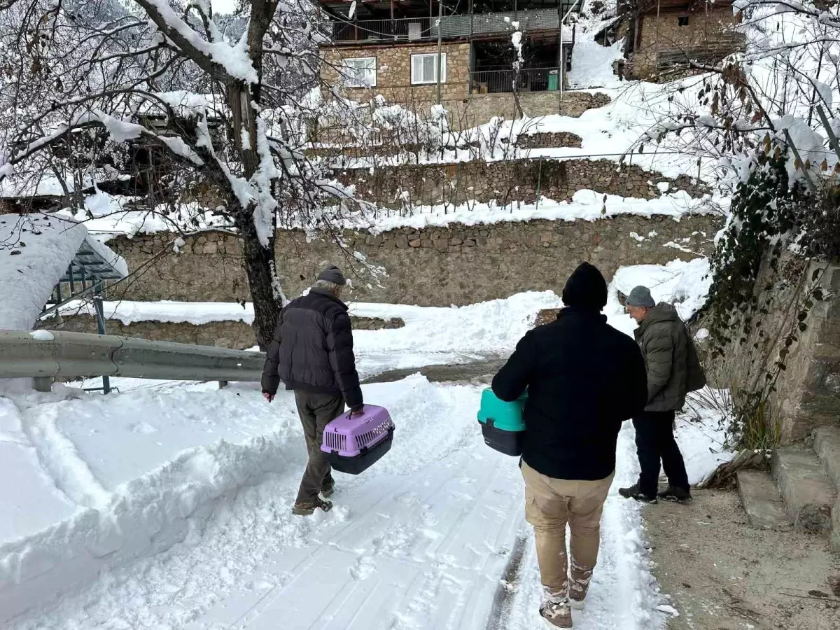 Yusufeli’nde Karla Mahsur Kalan Kediler Kurtarıldı