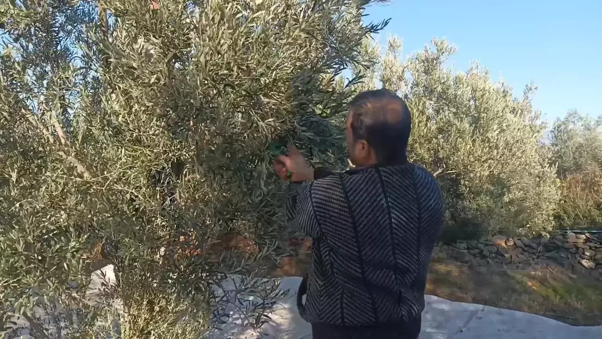 Zeytin Üreticileri Düşük Verim ve Fiyatlardan Şikayetçi