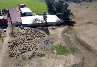 Adana’da Koyun ve Kuzuların Buluşması Drone ile Görüntülendi