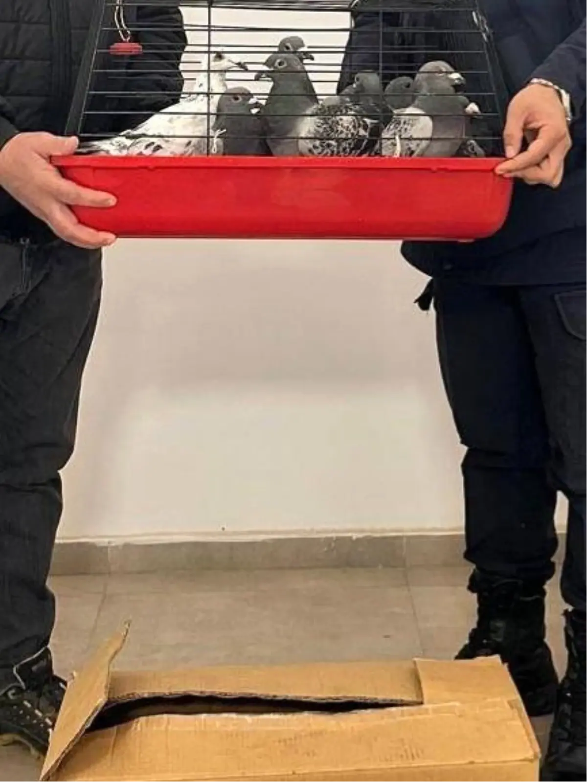 Aydın’da Postacı Güvercin Hırsızlığı: 2 Şüpheli Yakalandı
