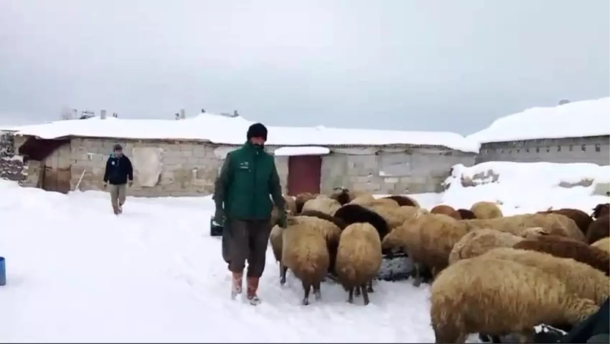 Bitlis’te Sibirya Soğukları Besicileri Zorluyor
