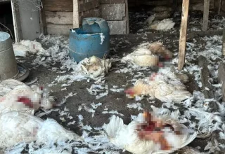 Bursa’da Sahipsiz Köpekler 5 Koyun ve 30 Tavuğu Telef Etti