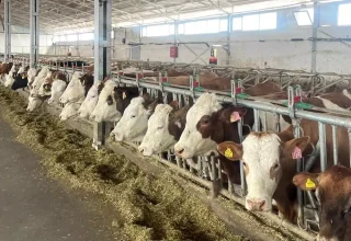 Erzincan’da Ari Hayvancılık İşletmeleri İçin Çalışmalar Hızlandı