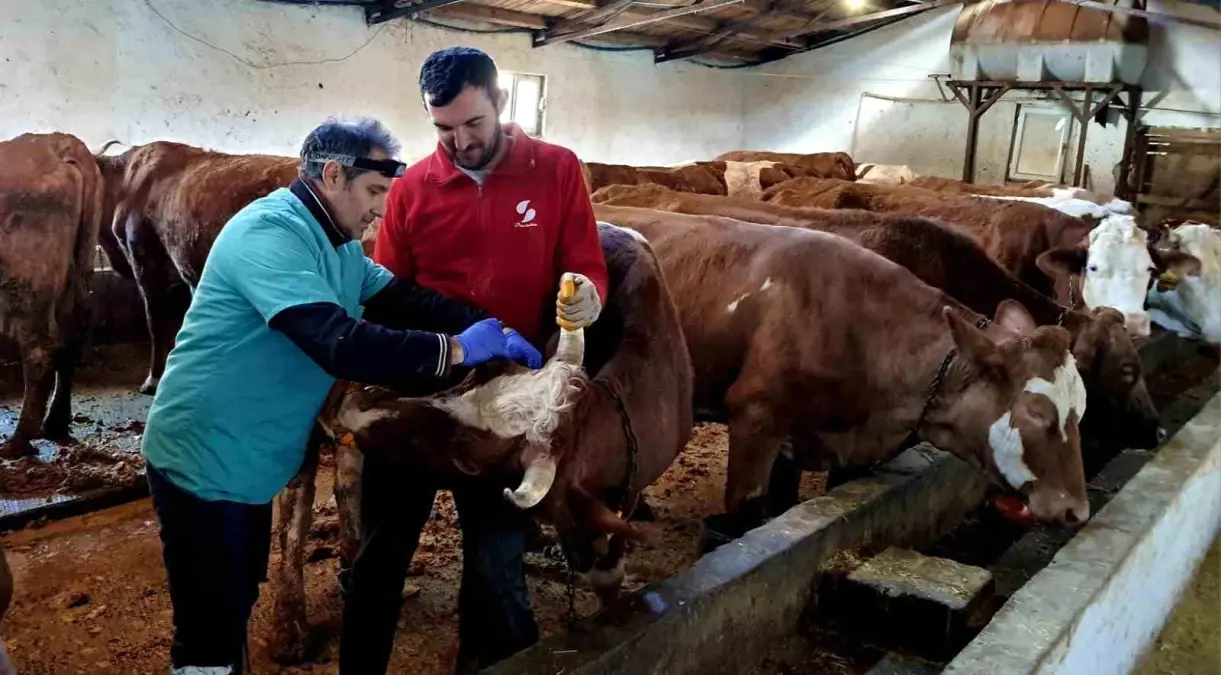 İliç’te Şap ve Brucella Hastalığına Karşı Aşılama Çalışmaları Başladı