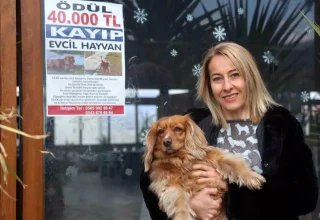 Kaybolan Köpeği İçin 40 Bin TL Ödül