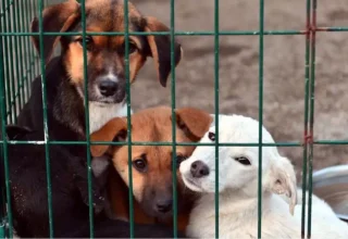 Osmaniye Valiliği: Hayvan bakımevinde 21 köpek ölü bulundu