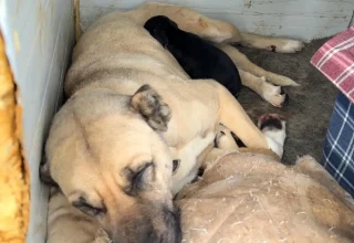 Tokat’ta Anne Kangal, Yavru Köpeğini Sahiplendi