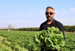 Adana’da Marul Fiyatları Üretici ile Marketler Arasında Uçurum Oluşturuyor