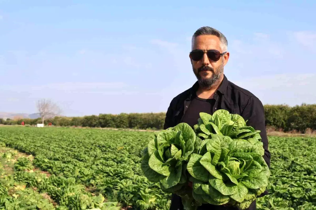 Adana’da Marul Fiyatları Üretici ile Marketler Arasında Uçurum Oluşturuyor