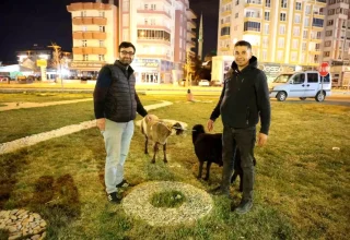 Aksaray’da Koyunlar Sahipsiz Kaldı: Yetkililer Gelmedi