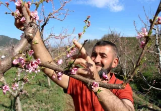 Amasya’da Çiftçinin Don Önleyici Yöntemi Başarıyla Uygulandı