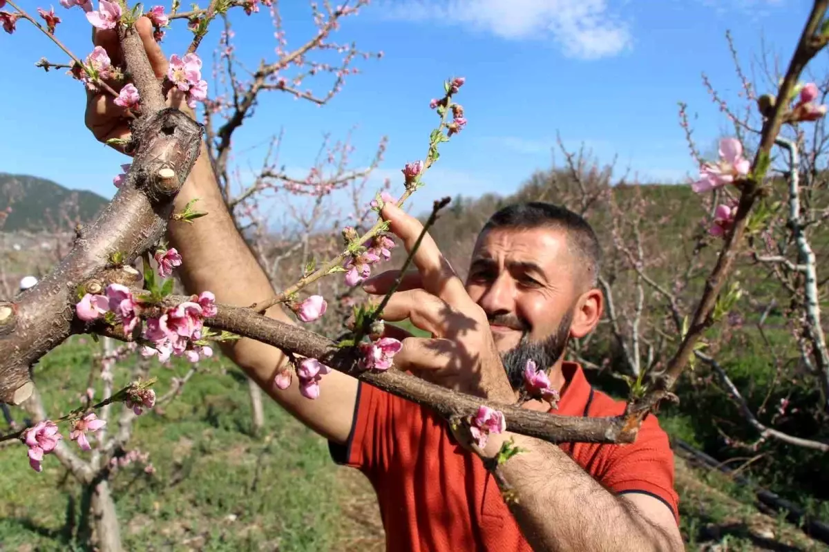 Amasya’da Çiftçinin Don Önleyici Yöntemi Başarıyla Uygulandı