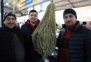 Amasya’nın Sarı Altını: Çiçek Bamya Kilosu 3.500 TL’ye Yaklaştı