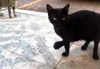 Antalya’da Kayıp Kedi Endişesi: ‘Karam’ Aranıyor