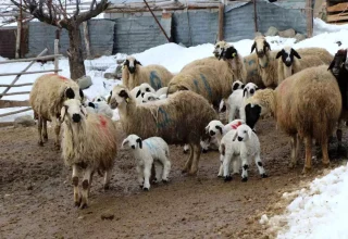 Besiciler Zorlu Kış Koşullarında Hayvanlarına Sahip Çıkıyor