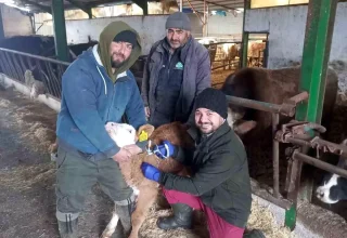 Beyşehir’de Şap Aşılama Kampanyası Devam Ediyor