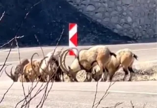 Dağ Keçileri Tuz İçin Karayoluna İndi