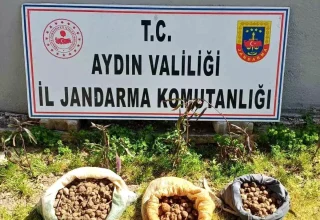 Didim’de Nesli Tükenme Tehlikesi Altındaki Salep Soğanı Toplayan 2 Şüpheli Yakalandı