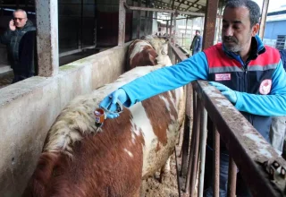 Düzce’de İlkbahar Şap Aşılama Kampanyası Başladı