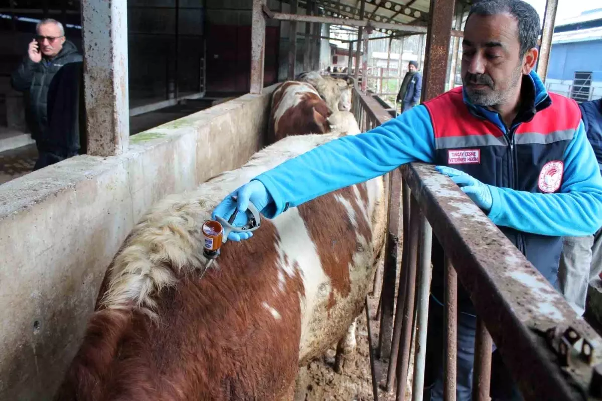 Düzce’de İlkbahar Şap Aşılama Kampanyası Başladı