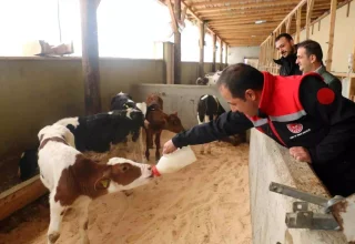 Erzincan’da Büyükbaş Hayvancılıkta Arilik Belgesi Çalışmaları Hızlandı