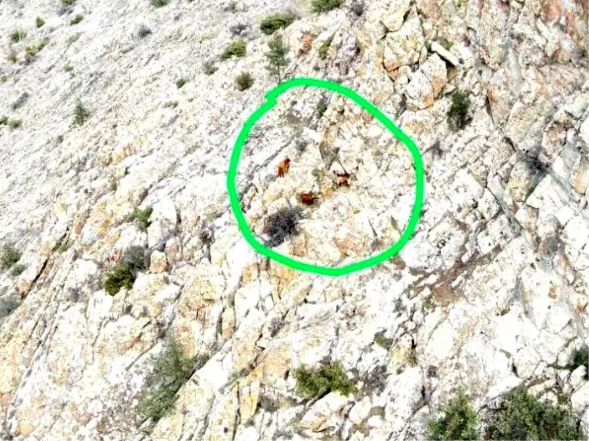 Eskişehir’de Kayıp 4 Küçükbaş Hayvan Drone ile Bulundu