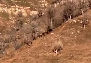 Hakkari’de Kurt Saldırısı: Bir İnek Yaralandı