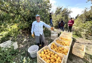 Hatay’da Çiftçiler Zirai Dondan Korunarak Limon Hasadı Yapıyor