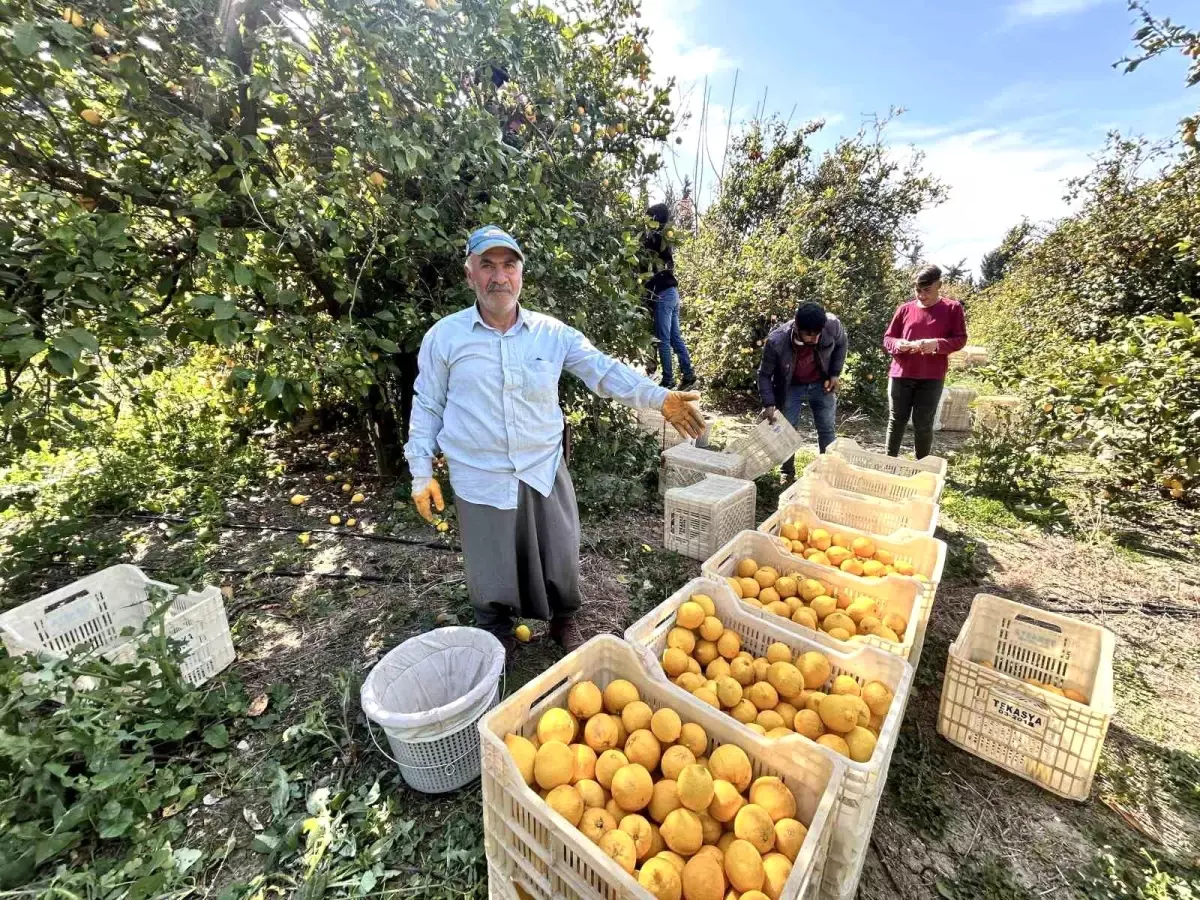 Hatay’da Çiftçiler Zirai Dondan Korunarak Limon Hasadı Yapıyor