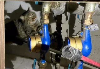 Kanalizasyona Sıkışan Kedi İtfaiye Ekipleri Tarafından Kurtarıldı