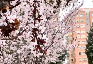 Konya’daki Kar Yağışı Meyve Ağaçlarını Olumsuz Etkiledi