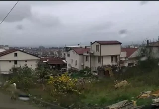 Konya’nın ardından Yalova’da da köpek saldırısı! Valilik’ten açıklama geldi