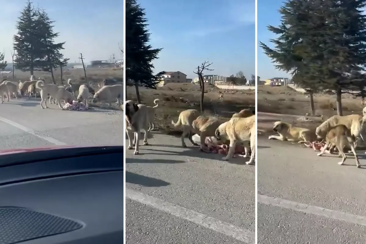 Köpeklerin 2 yaşındaki çocuğu parçaladığı ilçeden gelen görüntü korkunç