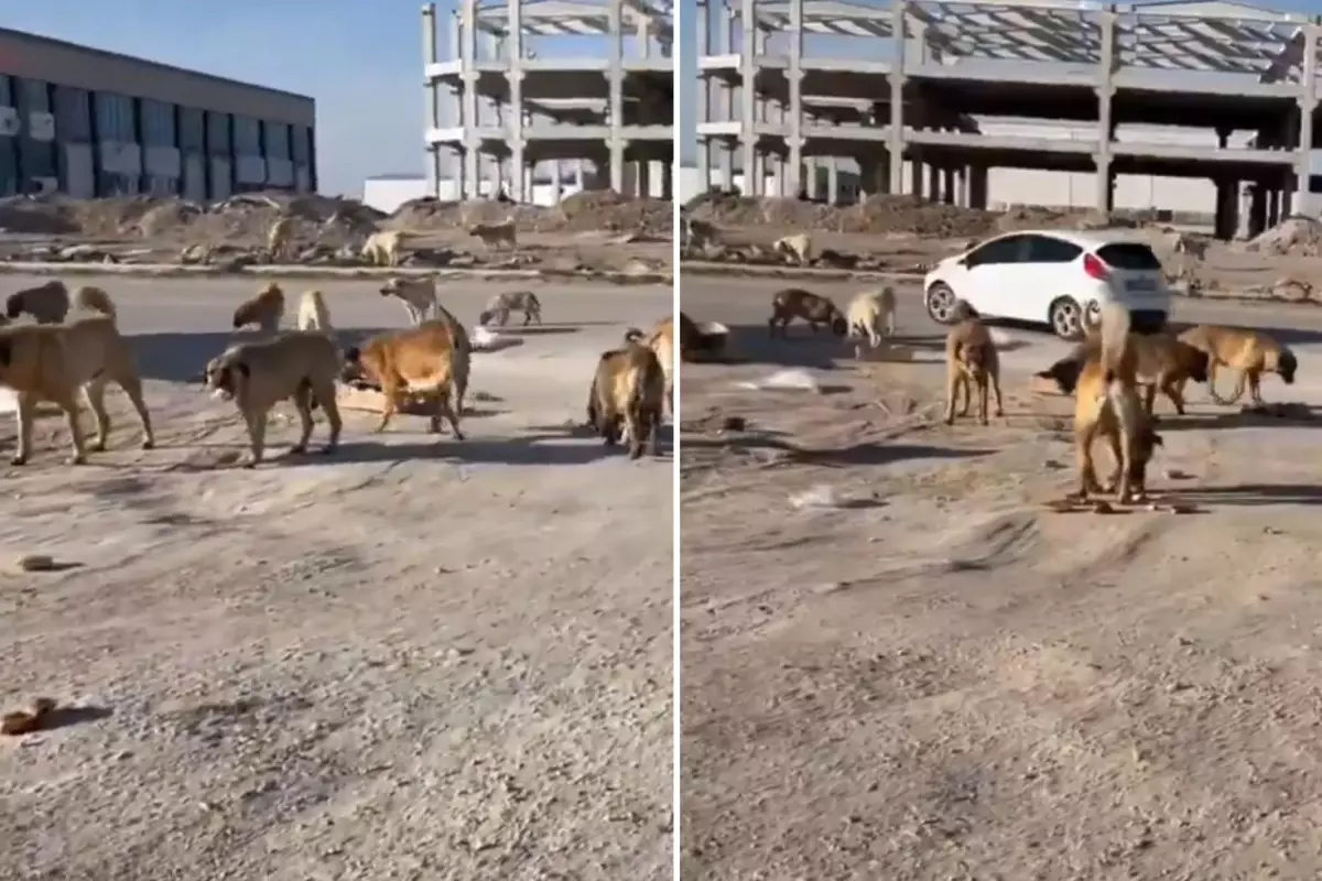 Köpeklerin 2 yaşındaki çocuğu parçaladığı mahallede değişen bir şey yok