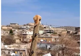 Köpekten Kaçan Kedi Elektrik Direğine Tırmandı, İtfaiye Ekipleri Kurtardı