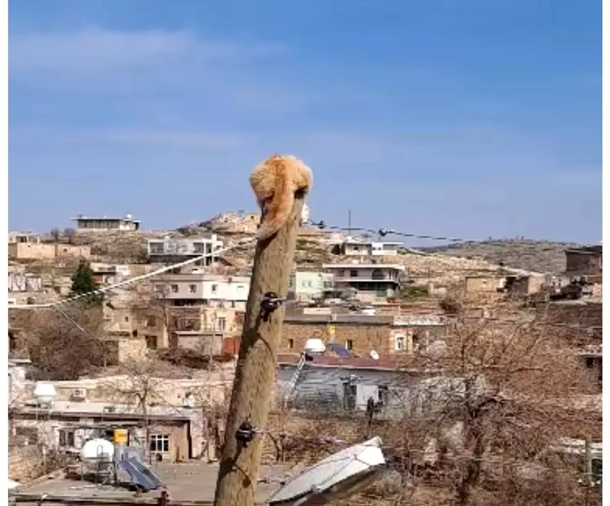 Köpekten Kaçan Kedi Elektrik Direğine Tırmandı, İtfaiye Ekipleri Kurtardı